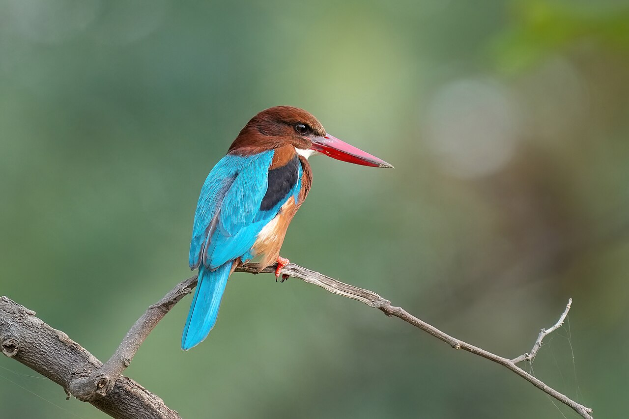 Kingfisher