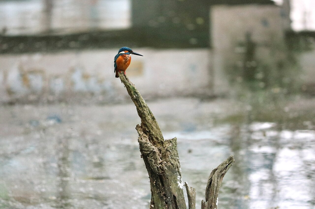 Kingfisher