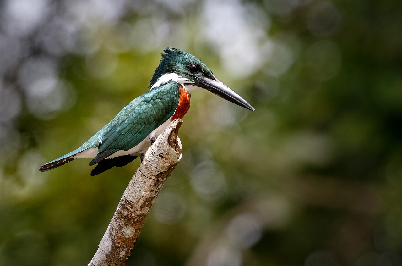 Kingfisher