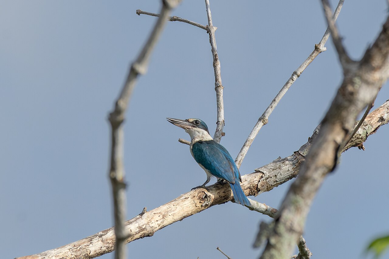 Kingfisher