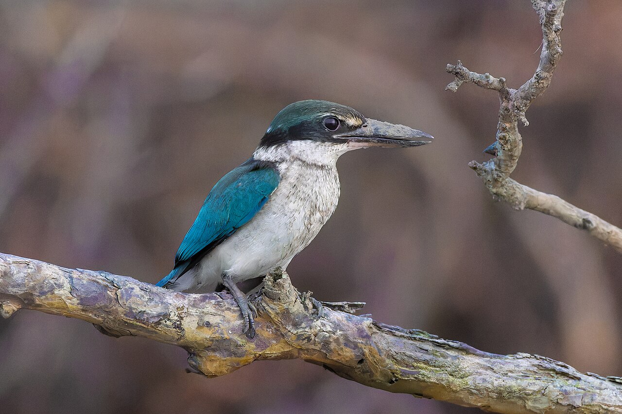 Kingfisher