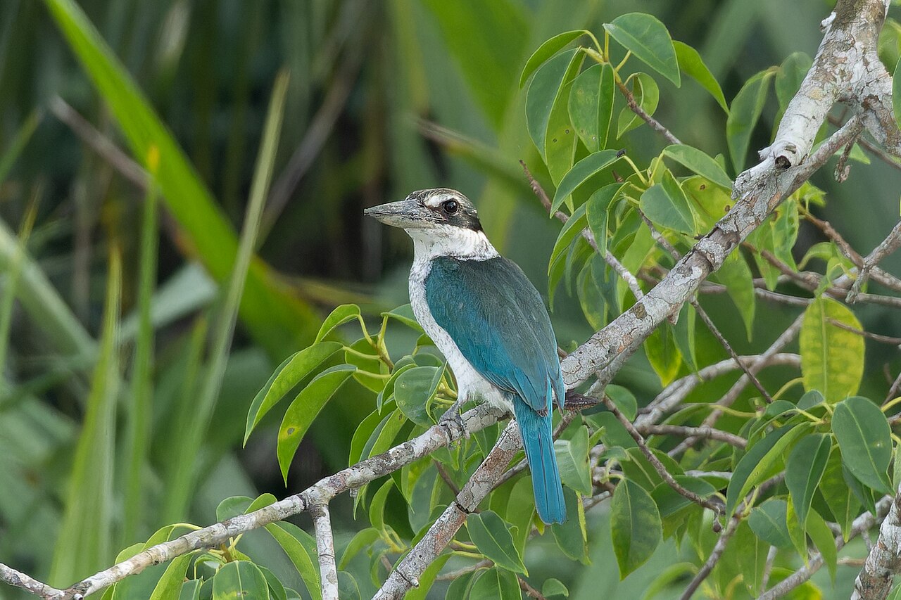 Kingfisher