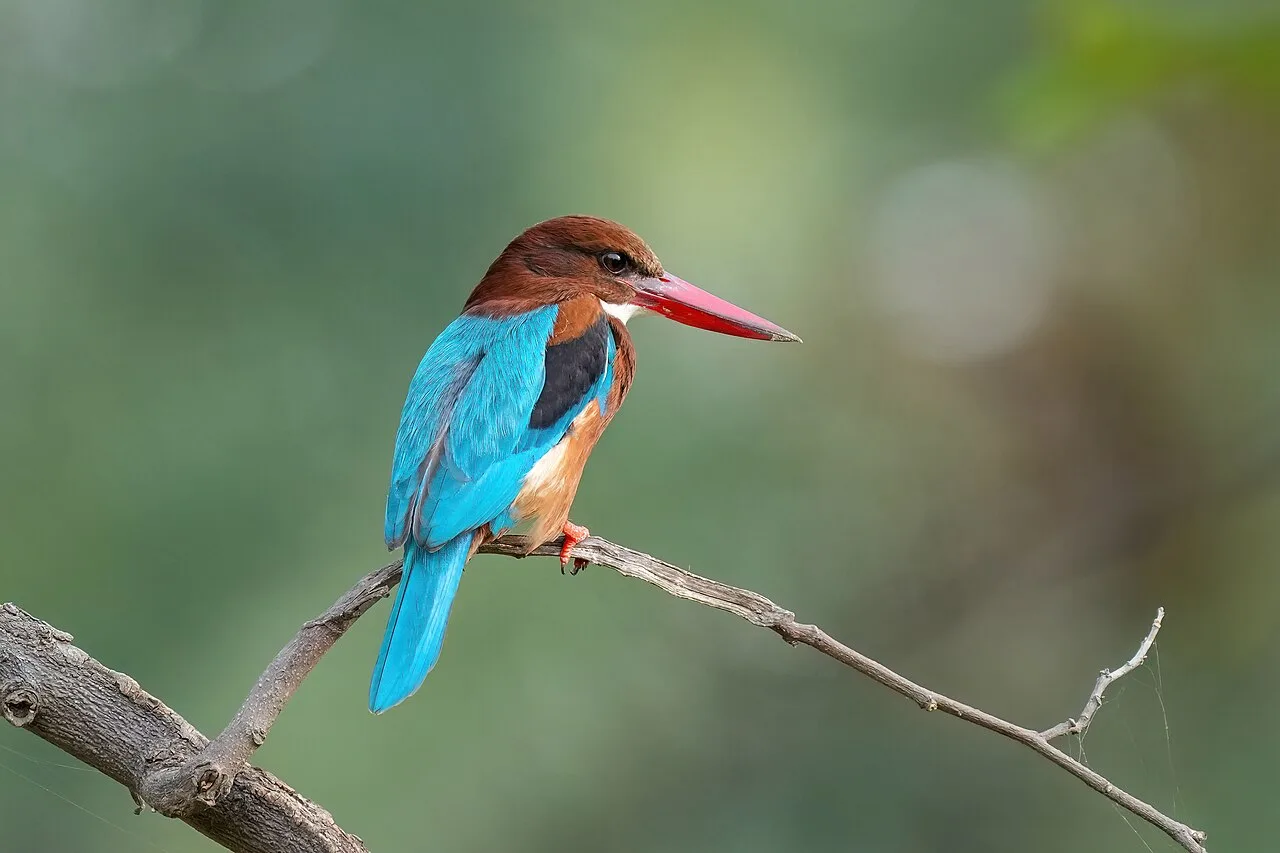 Kingfisher